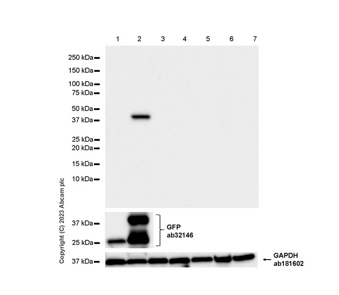 重组Anti-Vaccinia Virus抗体[EPR28236-80] (ab312854)