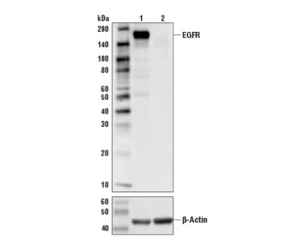 EGF受体（D38B1）XP兔子mab＃4267