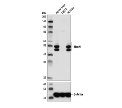 Neun（D4G4O）XP兔子mab＃24307